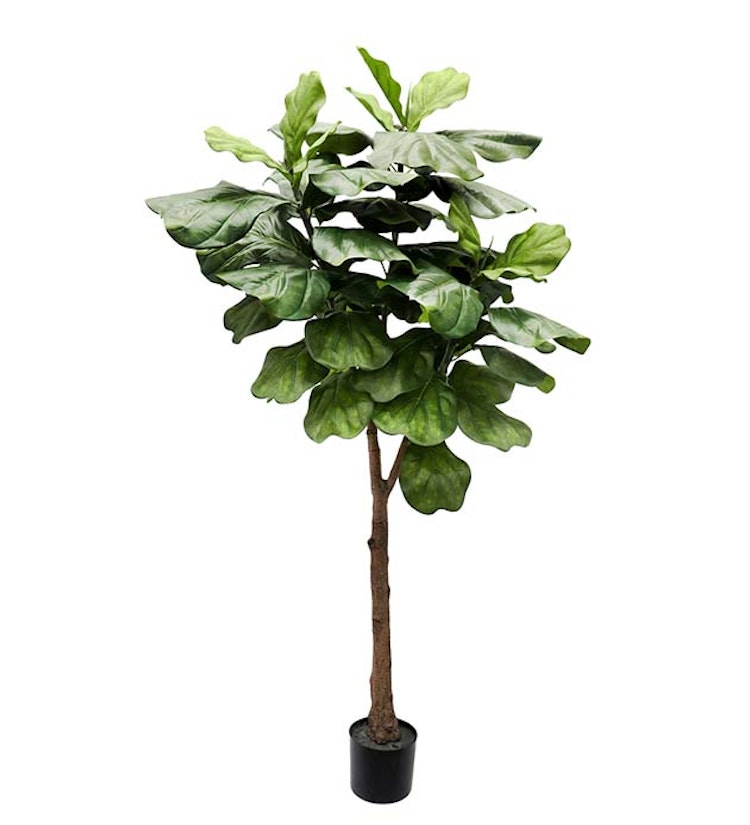 Fiolfikus 180cm