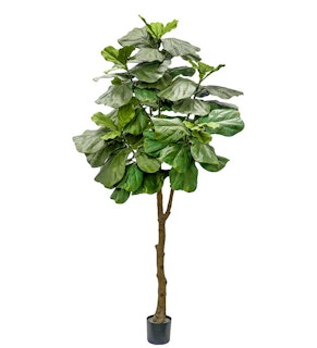 Fiolfikus 240cm