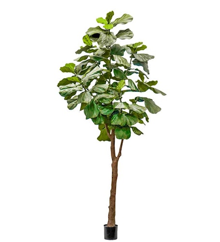 Fiolfikus 300cm