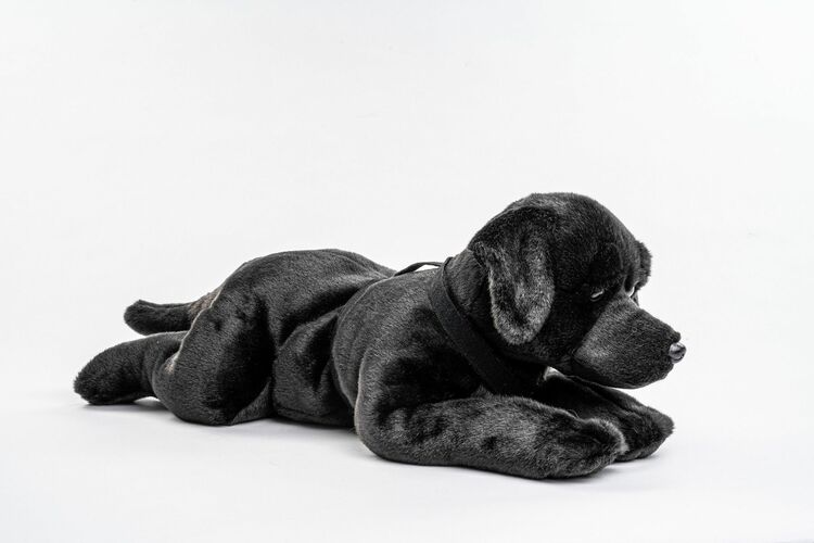 Hund Labrador XL