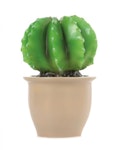 Kaktuslampa