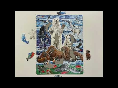 Arktis valross - Larsen