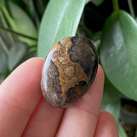 Stromatolit AA Hängsmycke (Droppe) UTFÖRSÄLJNING
