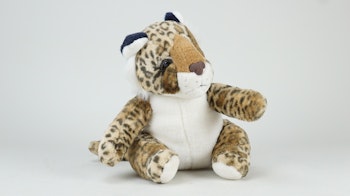 Sittandes leopard