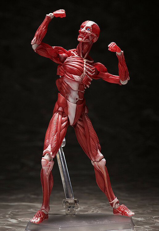Human Anatomical Model Figma