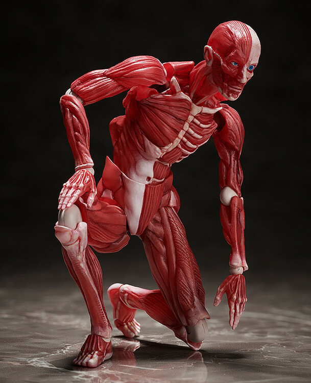 Human Anatomical Model Figma