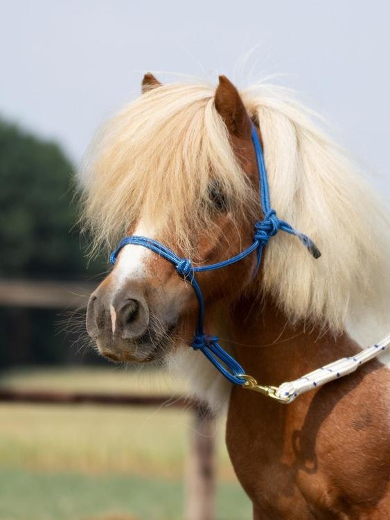 Repgrimma Ponny blå