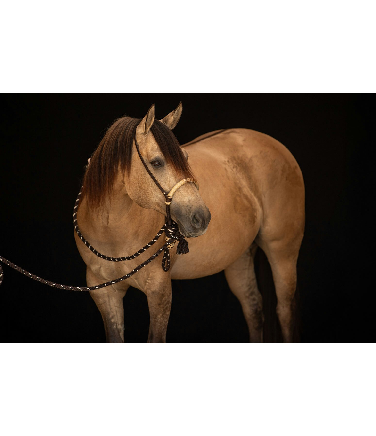 Bosalset 5/8 tum COB / QH