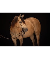 Bosalset 5/8 tum COB / QH