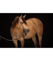 Bosalset 5/8 tum COB / QH