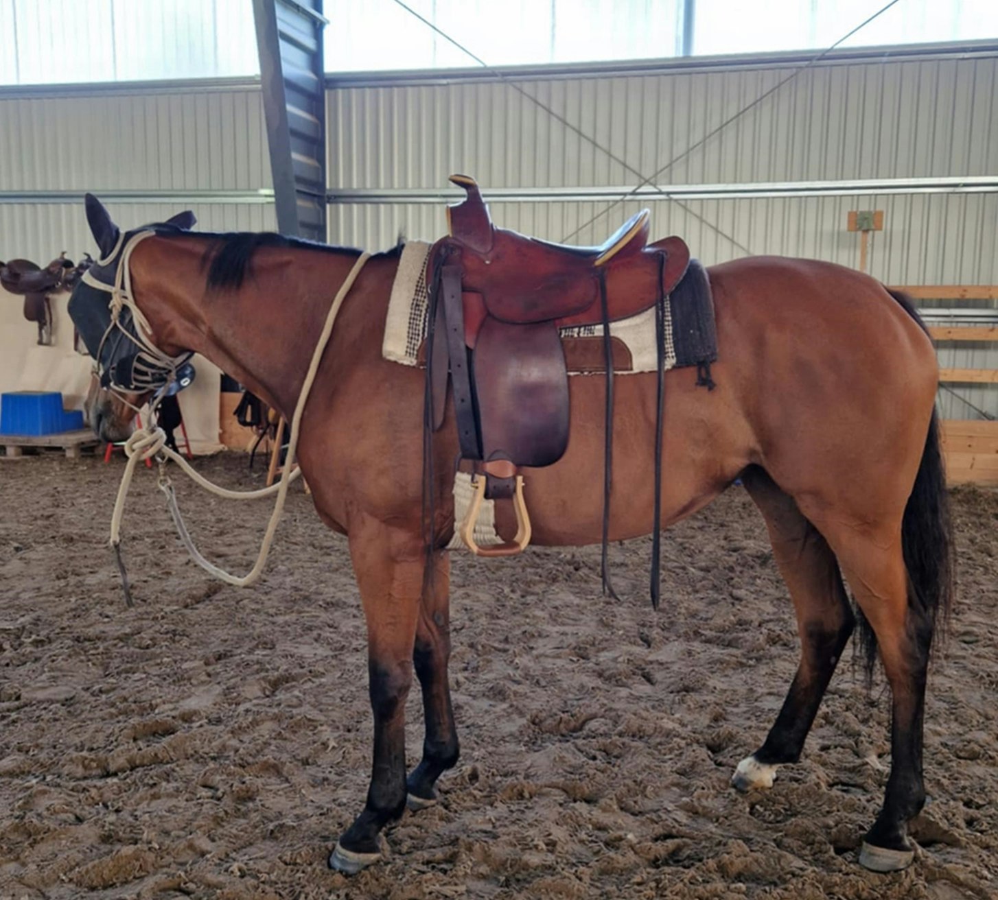 Unik Oldtime/Allround Westernsadel  SQ "RIESER"  15 tum