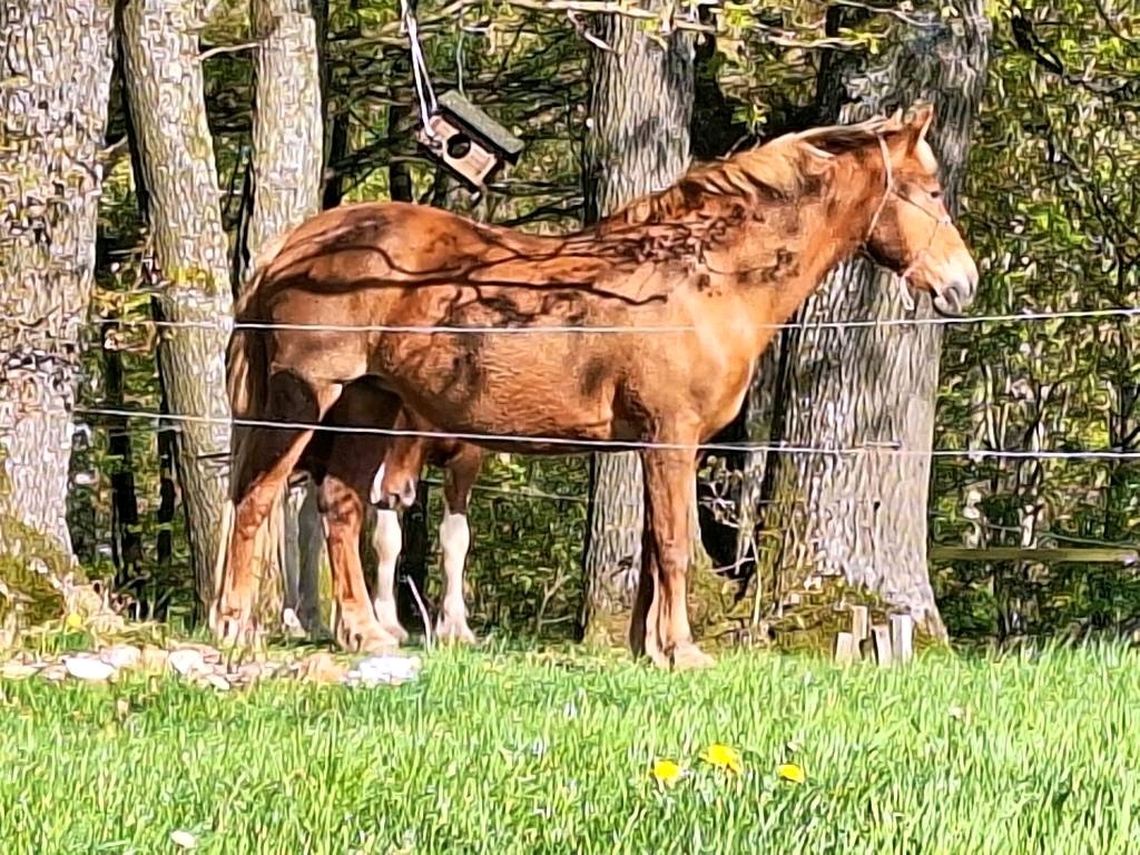 Nomad westernsadel med jättebredd FQ bom 16 tum