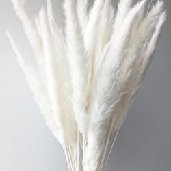 Mini Pampasgräs, blekt vit