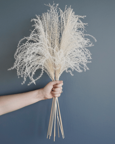 Miscanthus, blekt vit