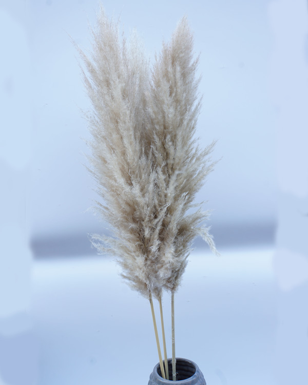 Fluffig pampasgräs, 110 cm