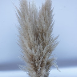 Fluffig pampasgräs, 110 cm