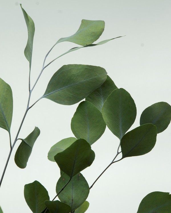 Eucalyptus populus, grön