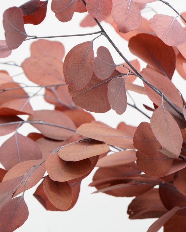 Eucalyptus populus, röd