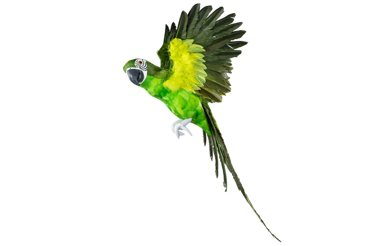 Papegoja Grön Flygande