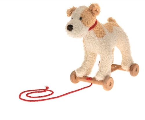 Draghund Elliot terrier