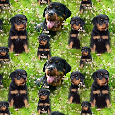 Rotweiler