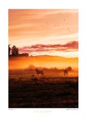 Morgondimma #3