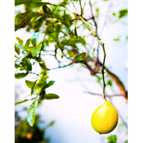 Lemon tree