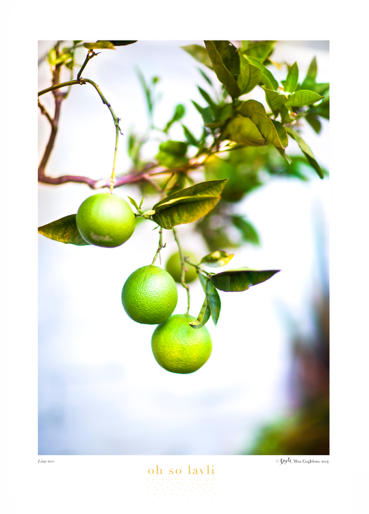 Lime tree