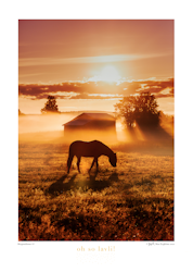 Morgondimma #4