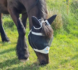 Shires Flughuva med öron och pannluggshål - Black/Grey