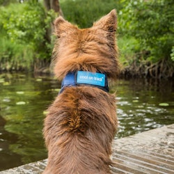 Back on Track Cool on Track Kylande Hundscarf