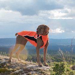 Back on Track "Eddie" Hundtröja med relfex