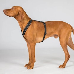 Back on Track "Sally" Hundsele