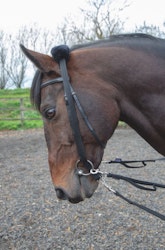 Shires Longering Adaptor Black One Size