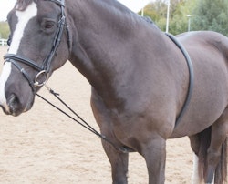 Shires Longeringshjälp Black One size