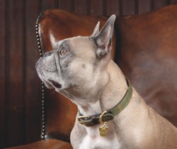 DIGBY & FOX Tweed Halsband, Tweed/läder