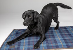 DIGBY & FOX Navy Tweed Hundfilt