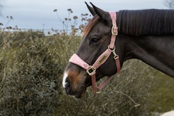 Kentucky Horsewear Velvet Halter Unicorn Glitter