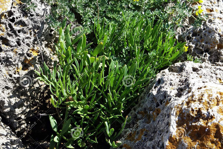 Kritamo eller "Rock Samphire" är känt sedan antiken i Grekland för sina terapeutiska egenskaper och sin karakteristisk smak , den växer bland klippor nära stränderna, innehåller antioxidanter, jod, om