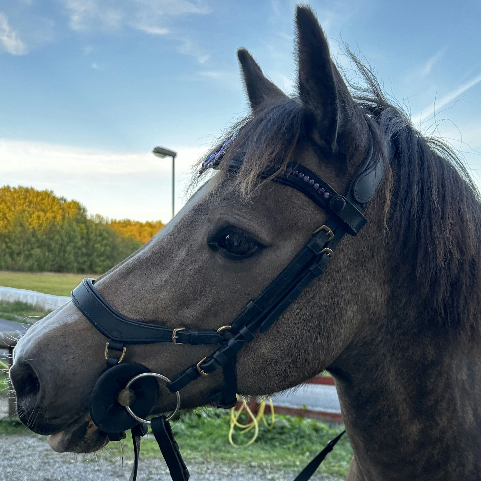 Pannband med rosa strass, Ponny svart