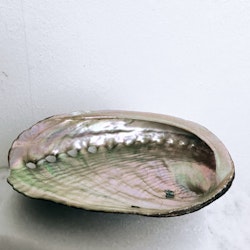 Abalone snäckskal för smudging