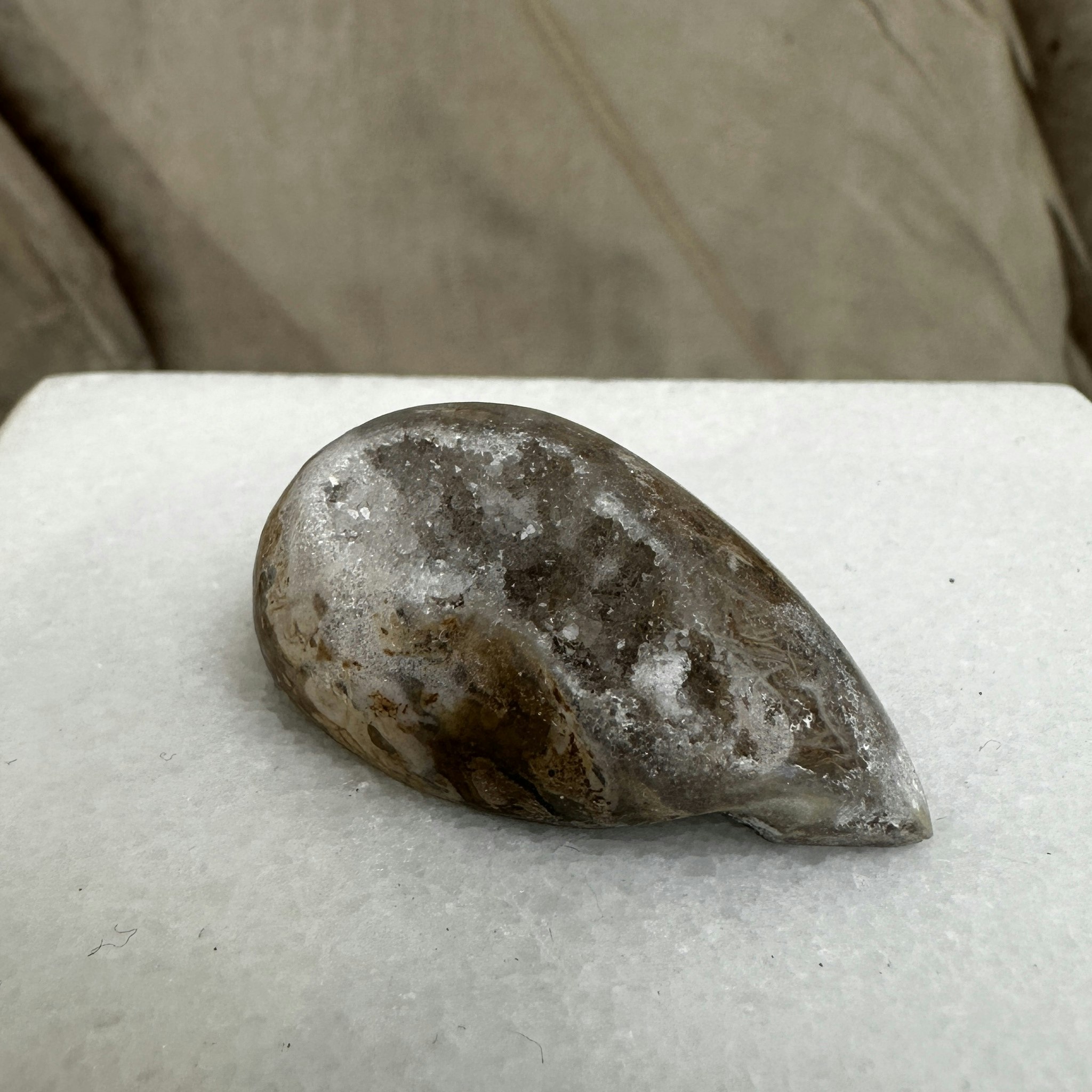 Fossiliserad snäcka med druse (R)