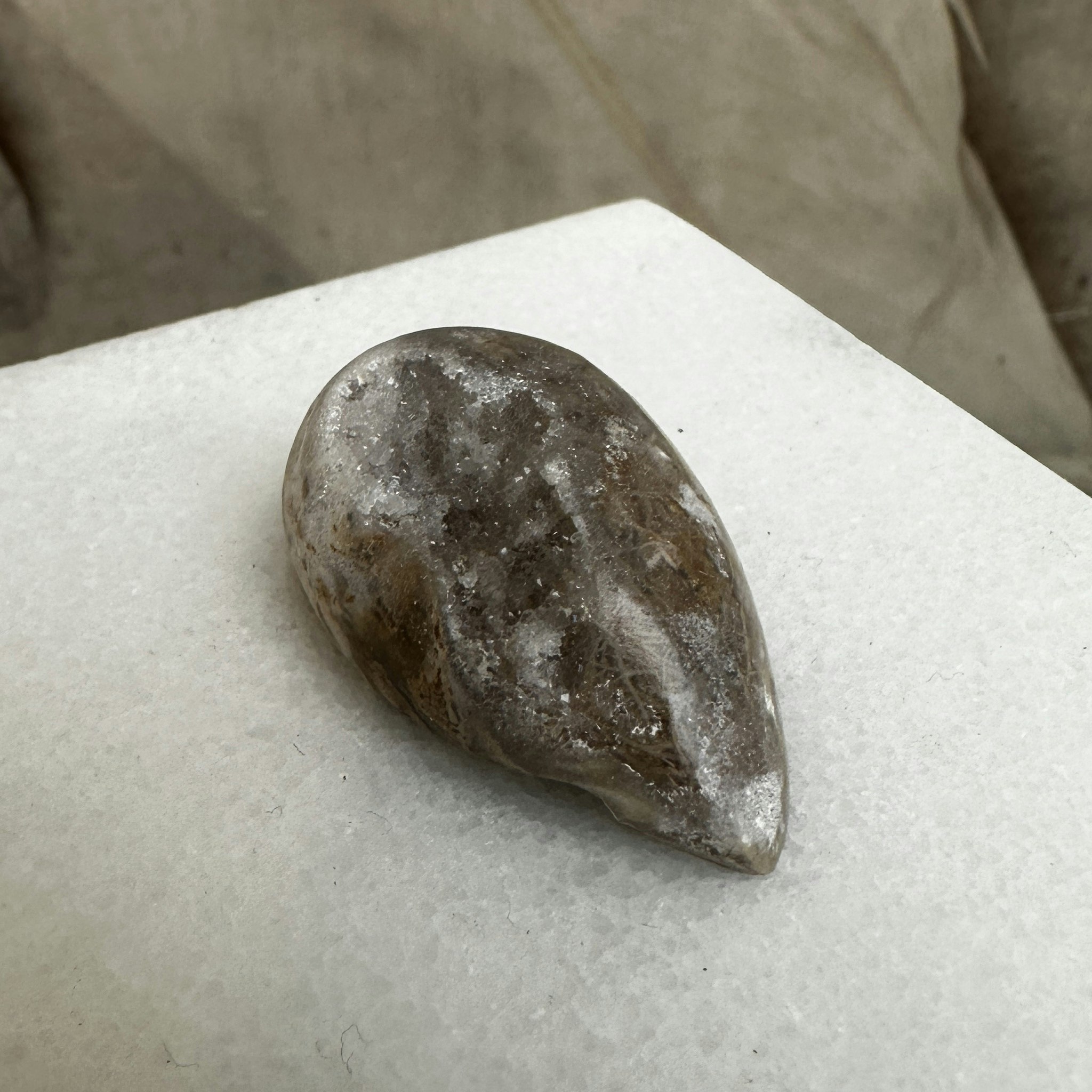 Fossiliserad snäcka med druse (R)