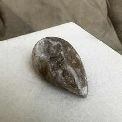 Fossiliserad snäcka med druse (R)