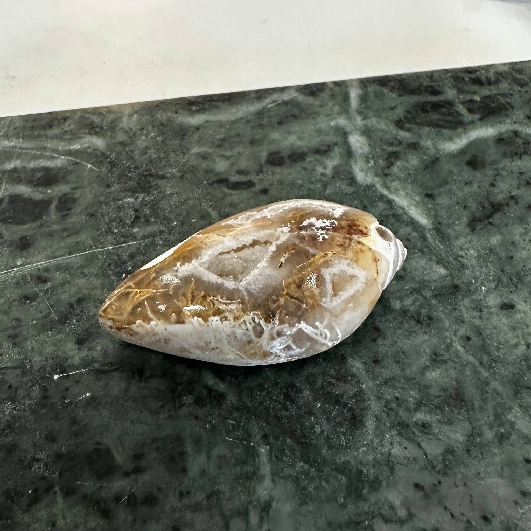 Fossilerad snäcka