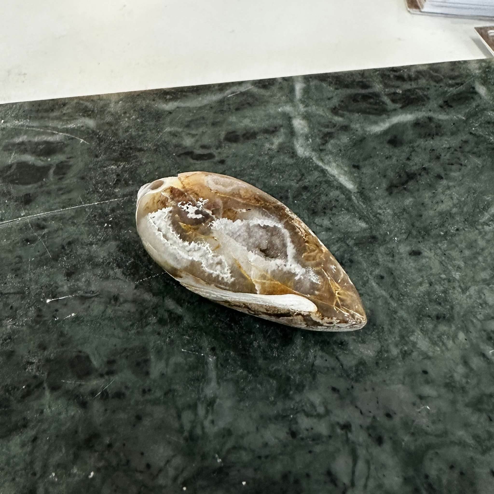 Fossilerad snäcka