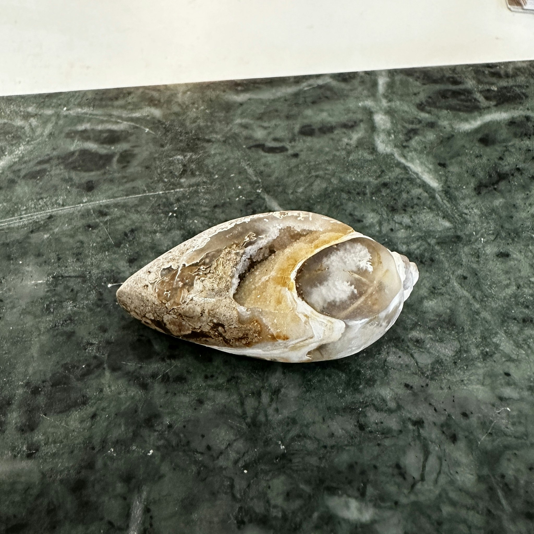 Fossilerad snäcka