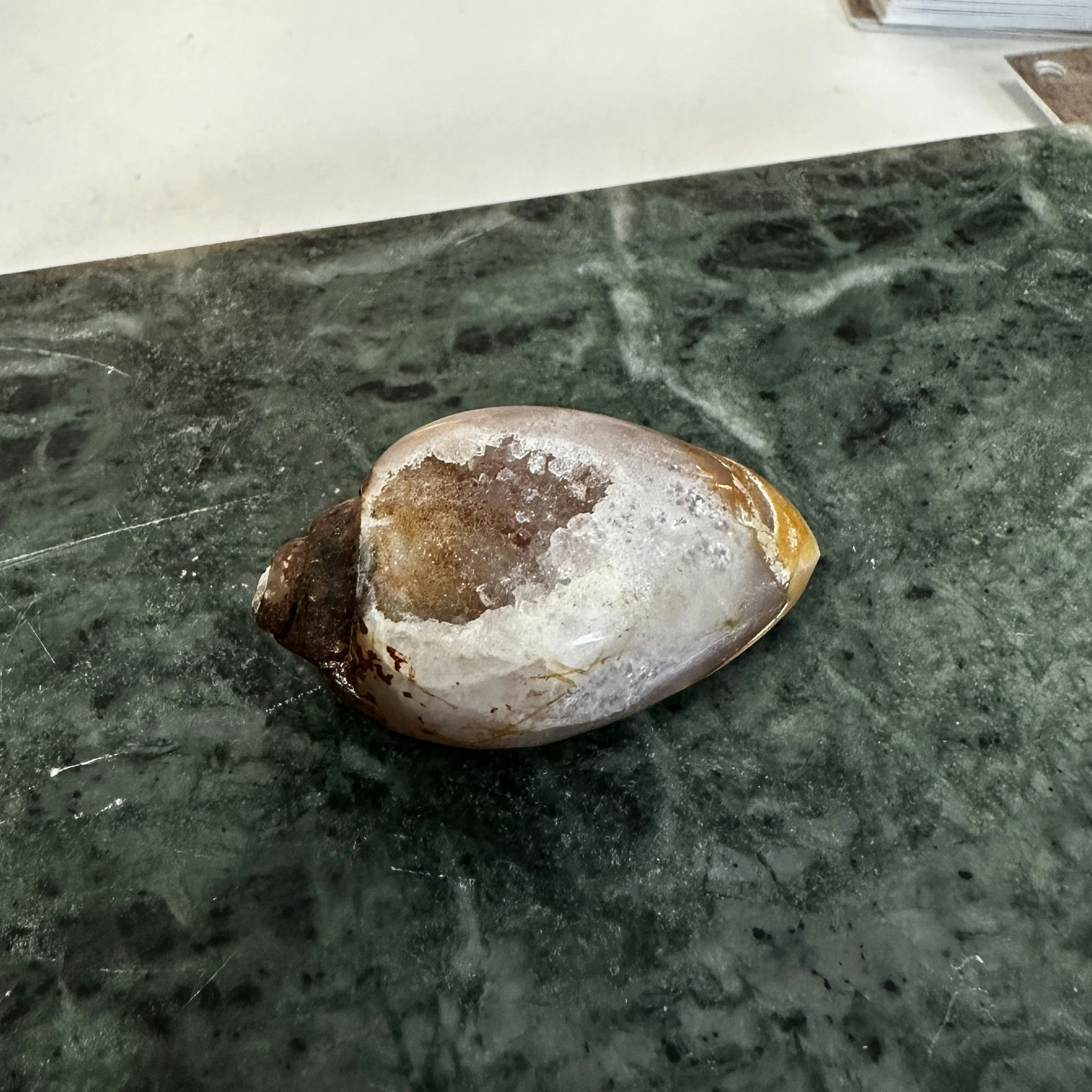 Fossilerad snäcka