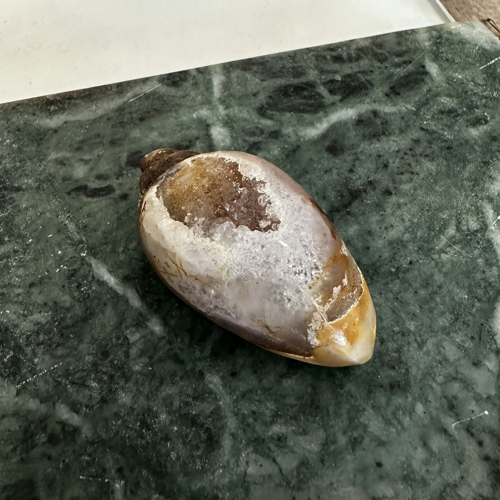 Fossilerad snäcka