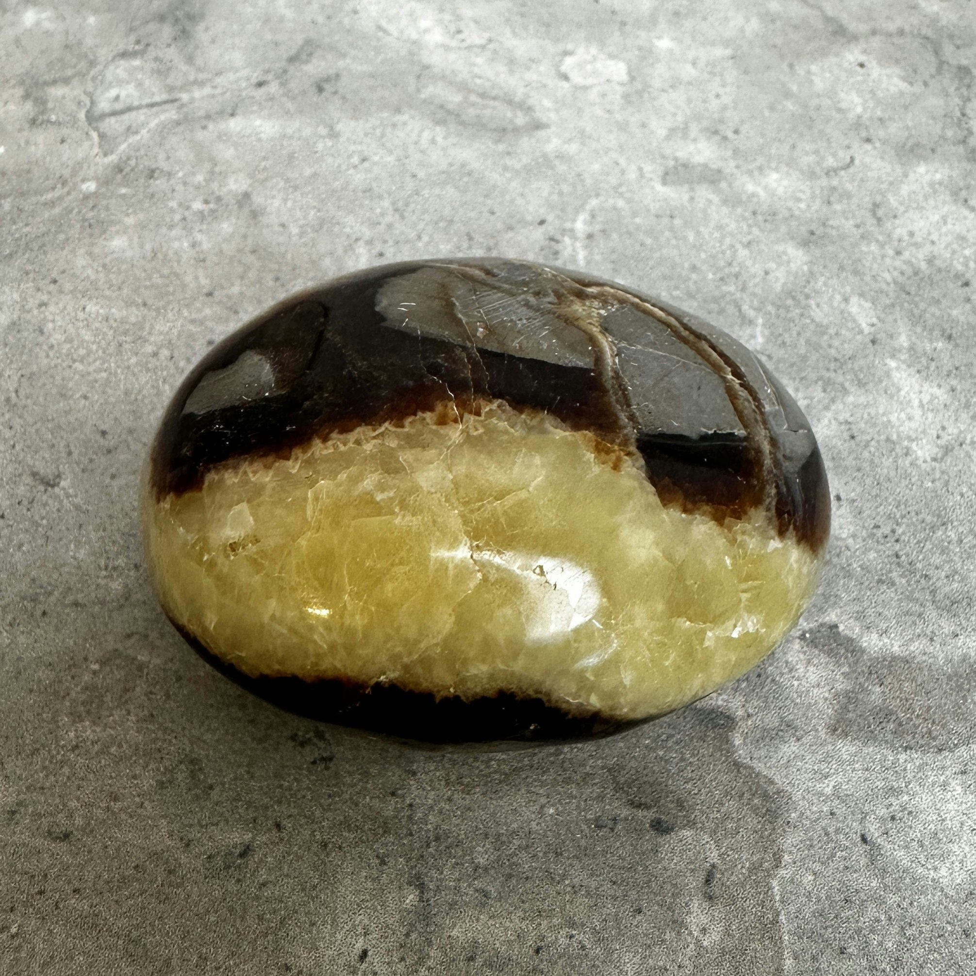 Septarian / Drakägg, palmstone (H1)